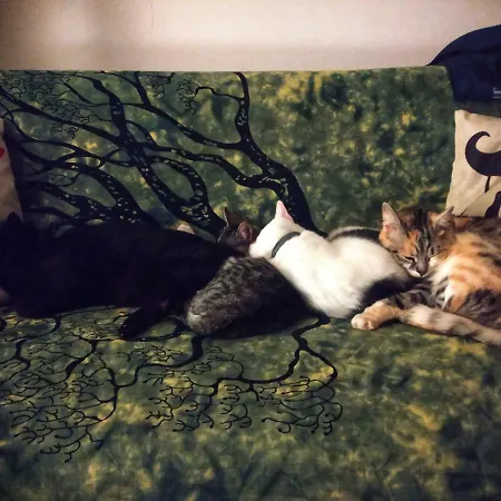 Physis B&b-a Casa Di Clio Отель типа 