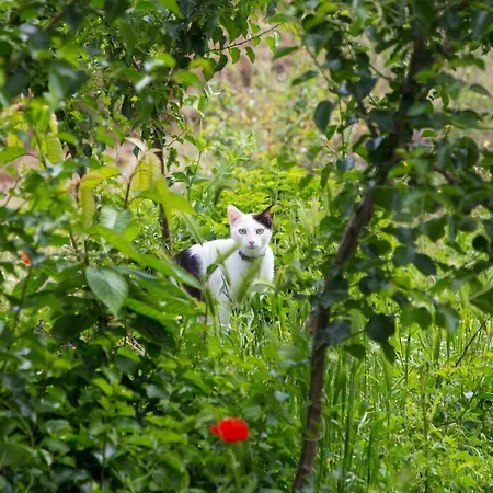 Physis B&b-a Casa Di Clio 3*