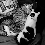 Physis B&b-a Casa Di Clio לינה וארוחת בוקר צ'לייה מספיקה