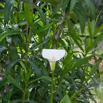 Physis B&b-a Casa Di Clio צ'לייה מספיקה