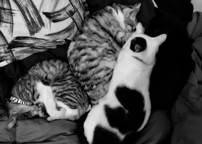 Physis B&b-a Casa Di Clio Bed and Breakfast Ceglie Messapica